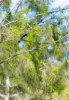 169 F Holts Road, Pine Mountain QLD 4306-Image