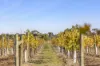 1696 Midland Highway, Bannockburn, Vic 3331-Image