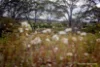 17995 South Coast Highway, Ravensthorpe, WA 6346-Image