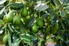 180 Bruxner Park Road, Korora, NSW 2450-Image