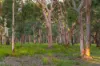 183 Beach Road, Mitchells Island NSW 2430-Image