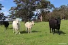 184 Suttons Road, Scotsdale, WA 6333-Image
