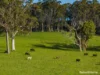 184 Suttons Road, Scotsdale, WA 6333-Image