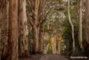 184 Suttons Road, Scotsdale, WA 6333-Image