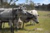 1854 Range Road, Mummel NSW 2580-Image