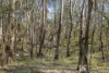192 Tillie Willie Road, Coolah, NSW 2843-Image