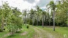 1956 Yeppoon Road, Mulara, Qld 4703-Image