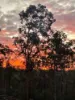 1969 Boree Valley Road, Laguna, NSW 2325-Image