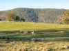 199 Williams Road, Tea Tree, Tas 7017-Image