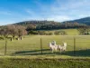 199 Williams Road, Tea Tree, Tas 7017-Image