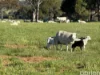 1995 Bengworden Road, Bengworden, Vic 3875-Image