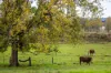 2 North  Street, Grafton, NSW 2460-Image