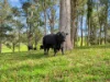 2 Pawseys Road, South Arm, NSW 2449-Image