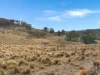 20 Good Good Road, Jerangle, NSW 2630-Image