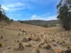 20 Good Good Road, Jerangle, NSW 2630-Image