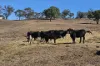 2025 Pembroke Road, Cassilis, NSW 2329-Image