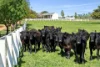 204  Andersons Road, Barrabool, Vic 3221-Image
