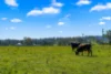 204 Horns Crossing Road, Vacy, NSW 2421-Image
