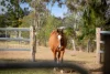 21 F Holts Road, Pine Mountain QLD 4306-Image
