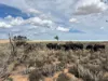 21 Goldfields Road (Baandee), Kellerberrin, WA 6410-Image