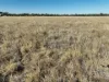 21 Trafford Road, Wallumbilla, Qld 4428-Image