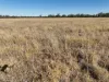 21 Trafford Road, Wallumbilla, Qld 4428-Image