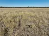 21 Trafford Road, Wallumbilla, Qld 4428-Image