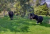 21 Webbs Lane, Mirboo, Vic 3871-Image