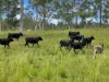 2175, Coaldale NSW 2460-Image