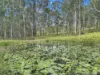 2175, Coaldale NSW 2460-Image