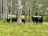 2175, Coaldale NSW 2460-Image