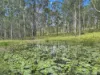 2175 Coaldale Road, Coaldale, NSW 2460-Image