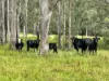 2175 Coaldale Road, Coaldale, NSW 2460-Image