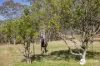 2178 Armidale Road, Willawarrin, NSW 2440-Image