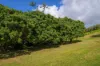 219 Scrubby Creek Road, Scrubby Creek, Qld 4570-Image