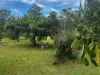 220 Lees Lane, Hogarth Range NSW 2469-Image