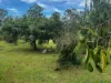 220 Lees Lane, Hogarth Range NSW 2469-Image