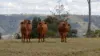 2237, Beechmont QLD 4211-Image