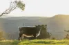 2237, Beechmont QLD 4211-Image