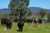 225 Emu Swamp Road, Orange, NSW 2800-Image