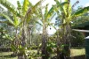 225 Murray Scrub Road, Kyogle, NSW 2474-Image