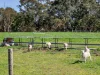 2264 Henty Highway, Cavendish, Vic 3314-Image