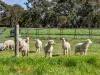 2264 Henty Highway, Cavendish, Vic 3314-Image