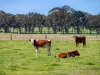 2264 Henty Highway, Cavendish, Vic 3314-Image