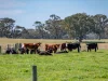 2264 Henty Highway, Cavendish, Vic 3314-Image
