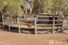 231 Cope Road, Gulgong, NSW 2852-Image
