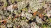 2315 Florina Road, Katherine, NT 0850-Image