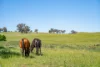 2321 George Russell Drive, Canowindra, NSW 2804-Image