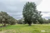 237 Wild Dog Valley Road, Naracoorte, SA 5271-Image