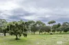 237 Wild Dog Valley Road, Naracoorte, SA 5271-Image